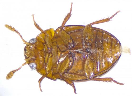 Réf. 200 315 : Colenis immunda